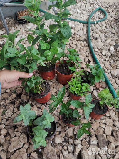 Мята, душица, тимьяны чабрец, пряные травы