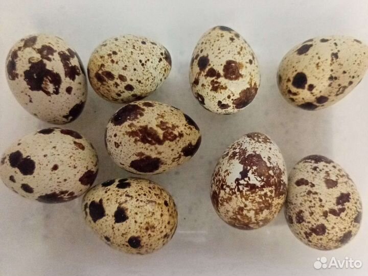 Яйца перепелиные