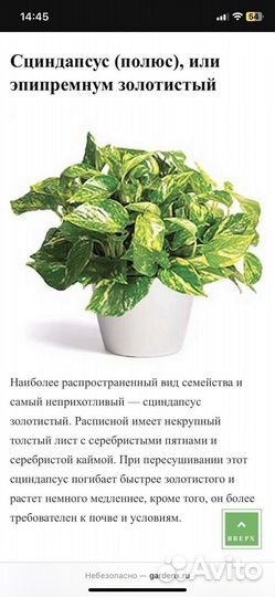 Лиана взрослая Сингониум