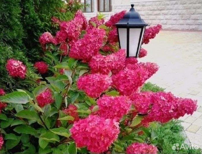 Гортензия Фрайз Мельба