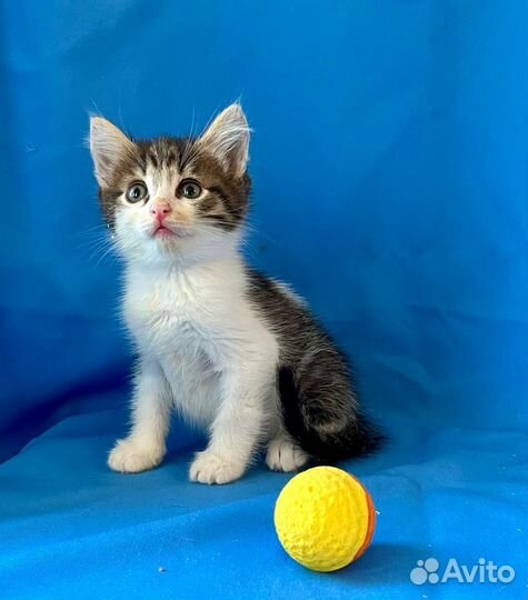 Котенок Сава возраст 1,5 месяца в добрые руки
