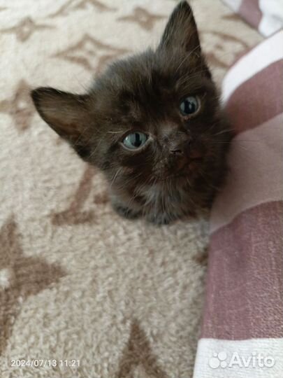 Котики бесплатно