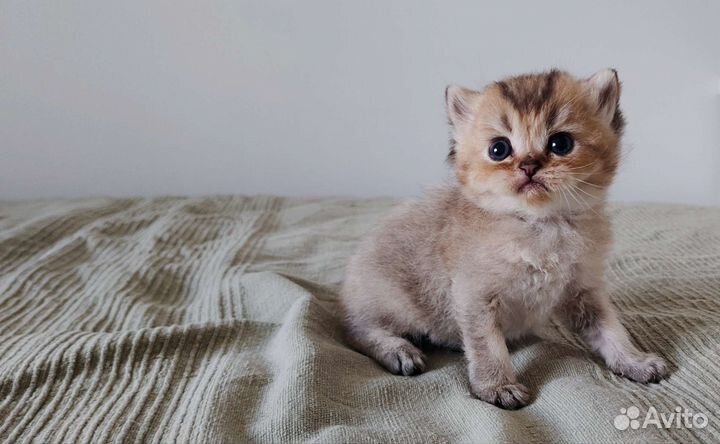 Котята золотых окрасов