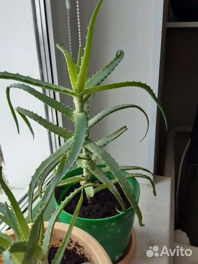 Алоэ с горшком