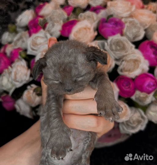 Котята девон-рекс