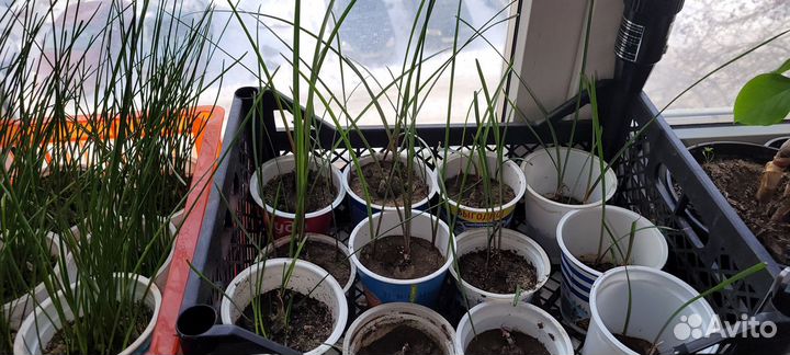 Зефирантес белый и розовый