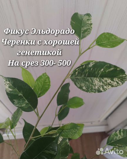Фикусы на срез