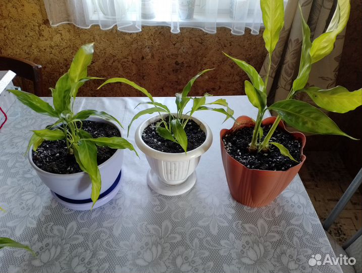 Спатифиллум (женское счастье)