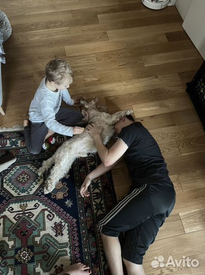 Вязка английский кокер спаниель