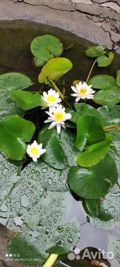 Декорации для сада