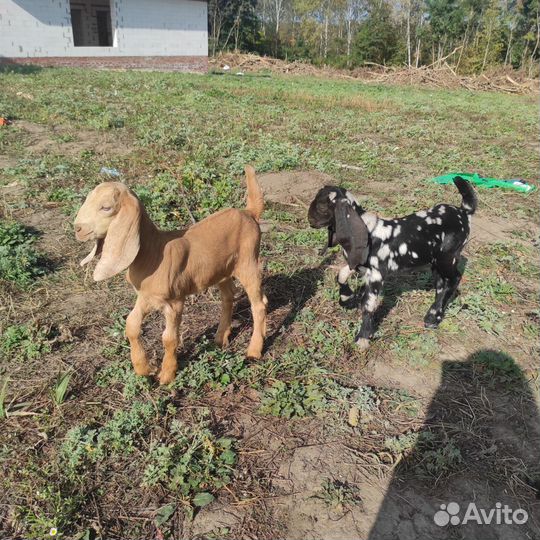 Козлята каморинубы