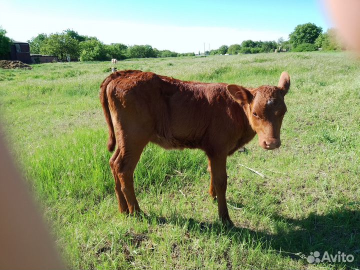 Корова стельная
