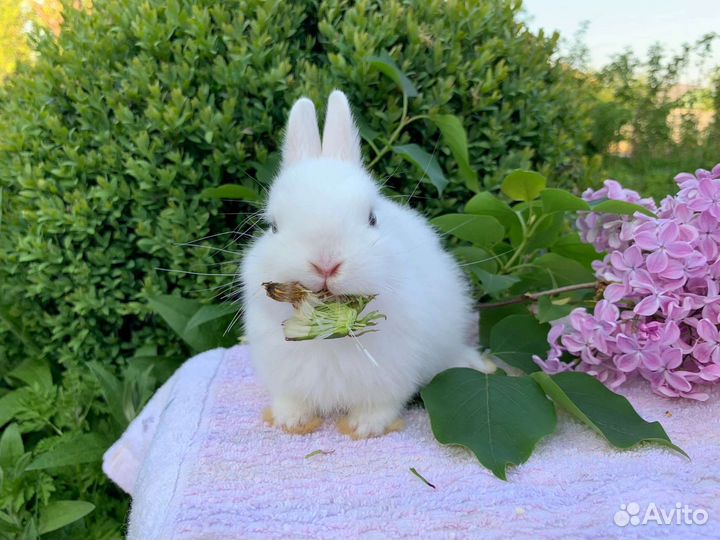 Карликовые кролики питомник Весна