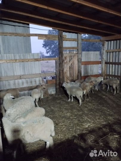 Овцы бараны