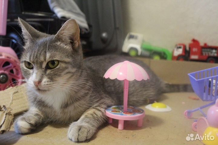 Очаровательная кошечка Лизи в добрые руки