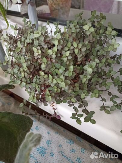 Каллизия ползучая