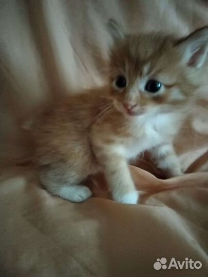 Курильский бобтейл