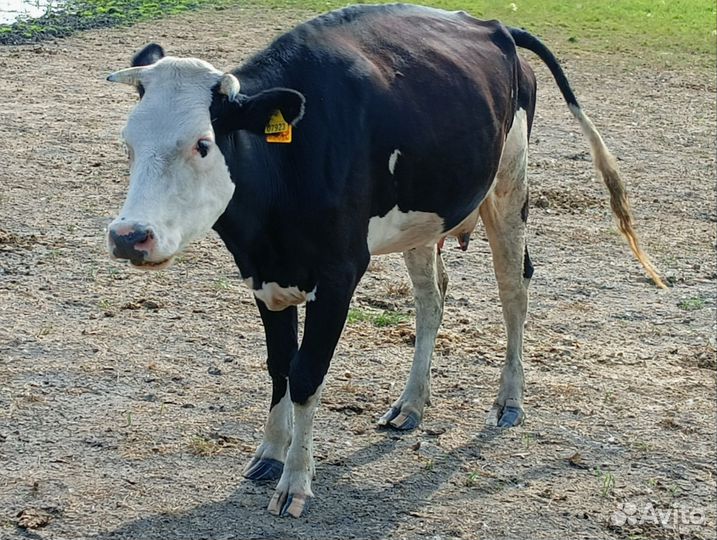 Корова дойная молочная