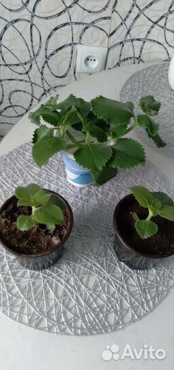 Комнатная мята