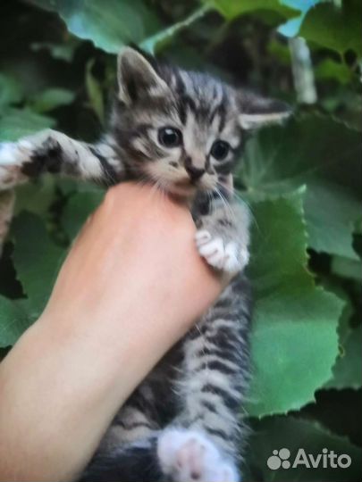 Сибирская кошка