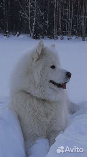 Самоед буду очень рад знакомству с сучкой