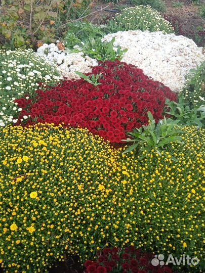 Хризантема шаровидная