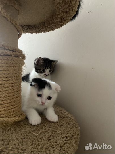 Котята