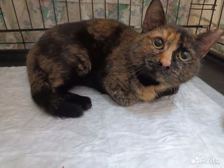 Кошки в добрые руки