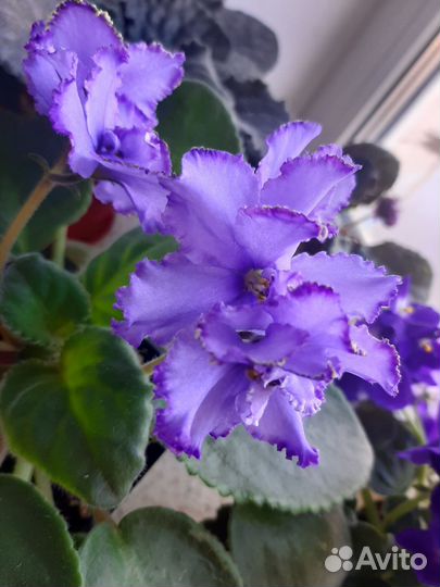 Листочки фиалок и детки