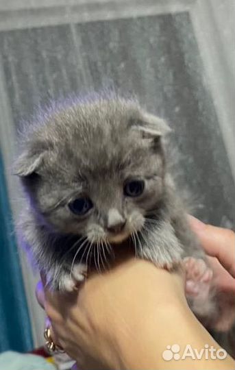 Отдам в хорошие руки