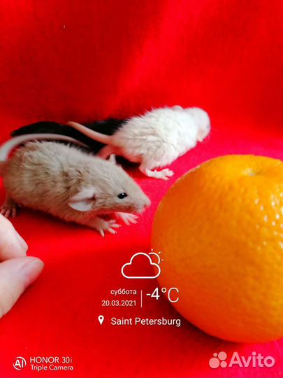 Крысята Крыса Дамбо Рекс Барашки