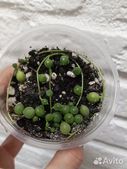 Крестовник роули