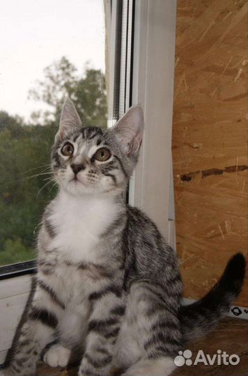 Котенок мальчик