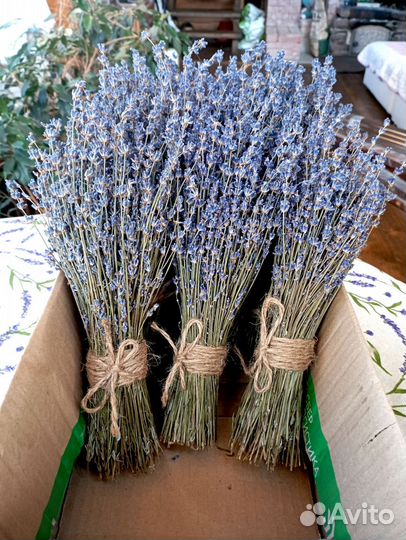 Лаванда сухоцвет