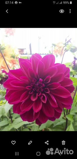 Георгины клубни