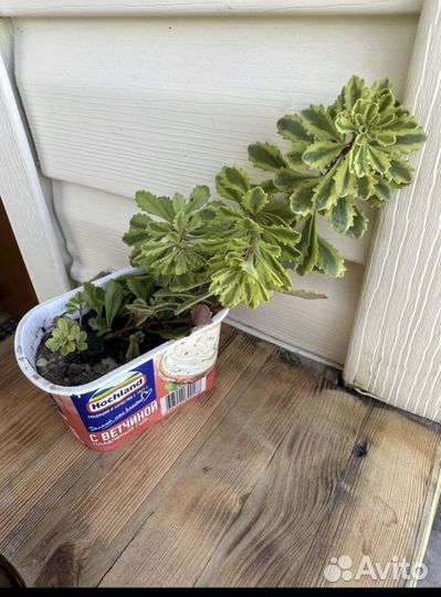 Очитки (седумы) разные