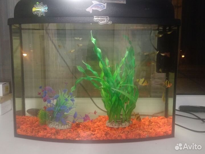 Аквариум