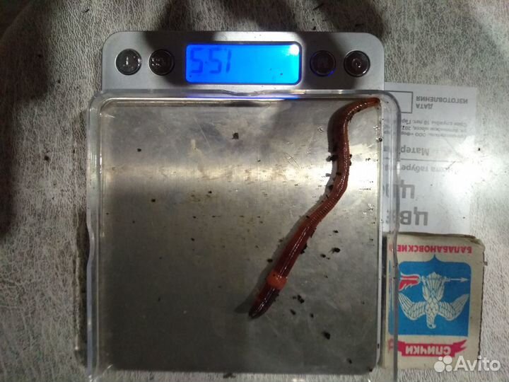 Рабочие маточники Дендробена Венета