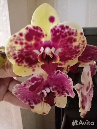 Фаленопсис