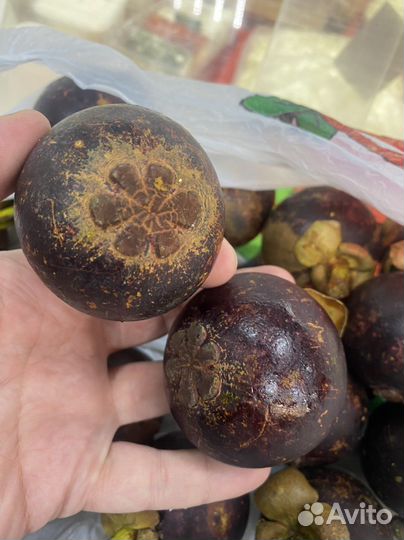 Мангустины Колумбия