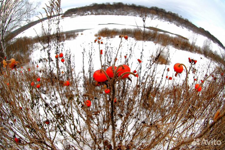 Объектив Nikon Nikkor 10.5 mm 2.8 ED G AF Fisheye