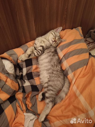 Кошка помесь британской в добрые руки
