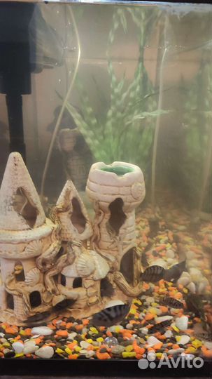 Аквариум с рыбками