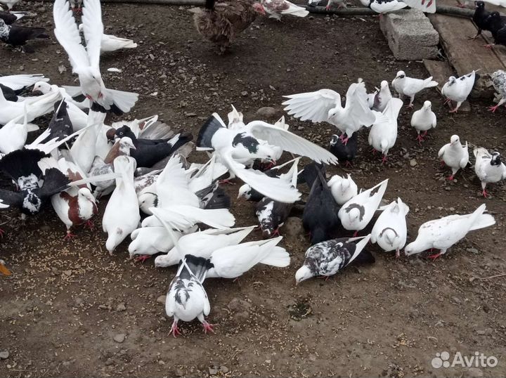 Породистые голуби