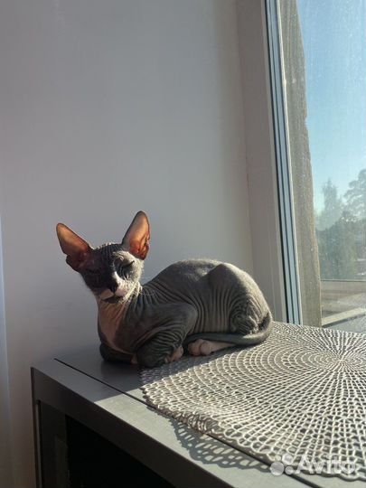 Котята сфинкс