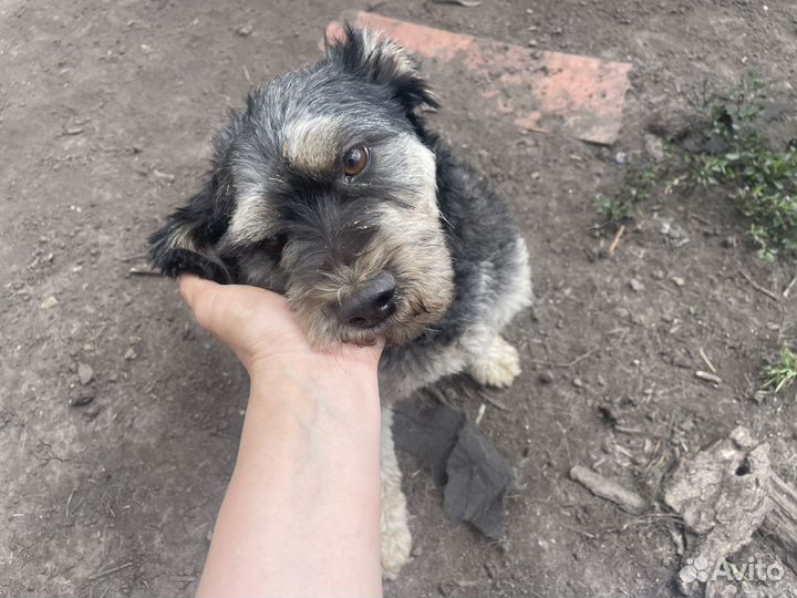 Собака Болонка