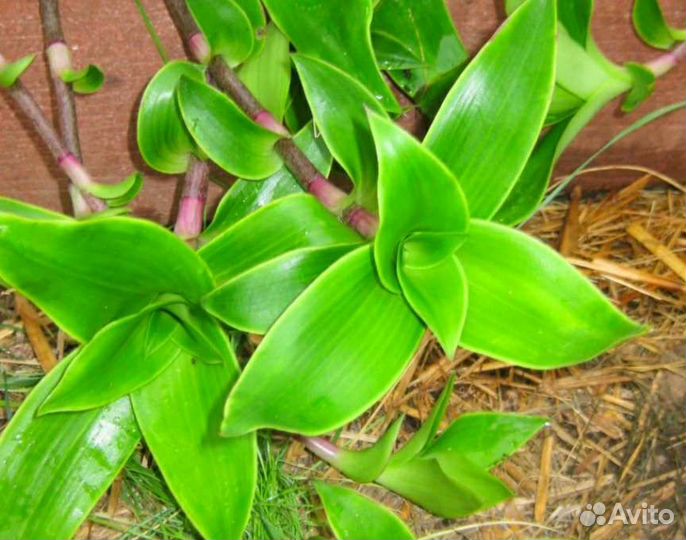 Каллизия душистая