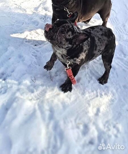 Кобель, вязка