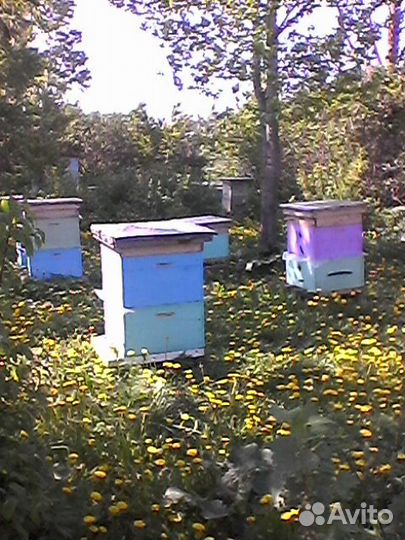 Продам пчелосемьи