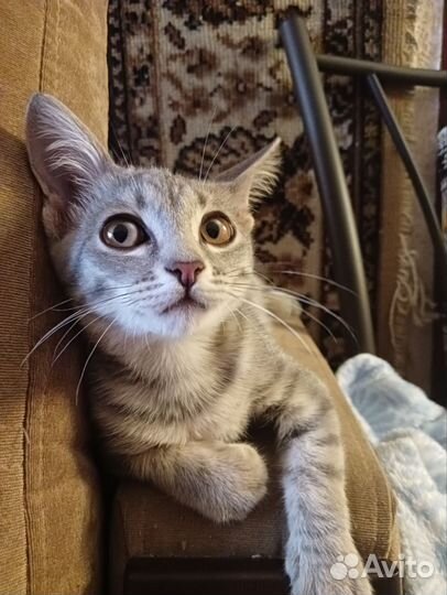 Симпатичная кошечка хочет домой